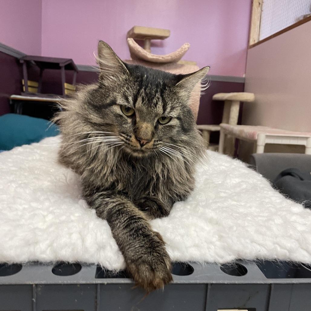 Enlarge Bobby, a Adoptable Domestic Medium Hair in Branson, MO image 3/6