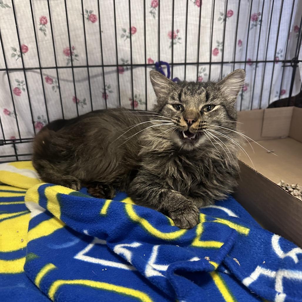 Enlarge Bobby, a Adoptable Domestic Medium Hair in Branson, MO image 4/6