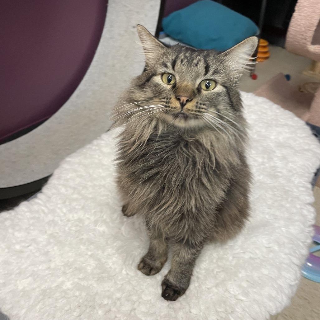 Enlarge Bobby, a Adoptable Domestic Medium Hair in Branson, MO image 5/6