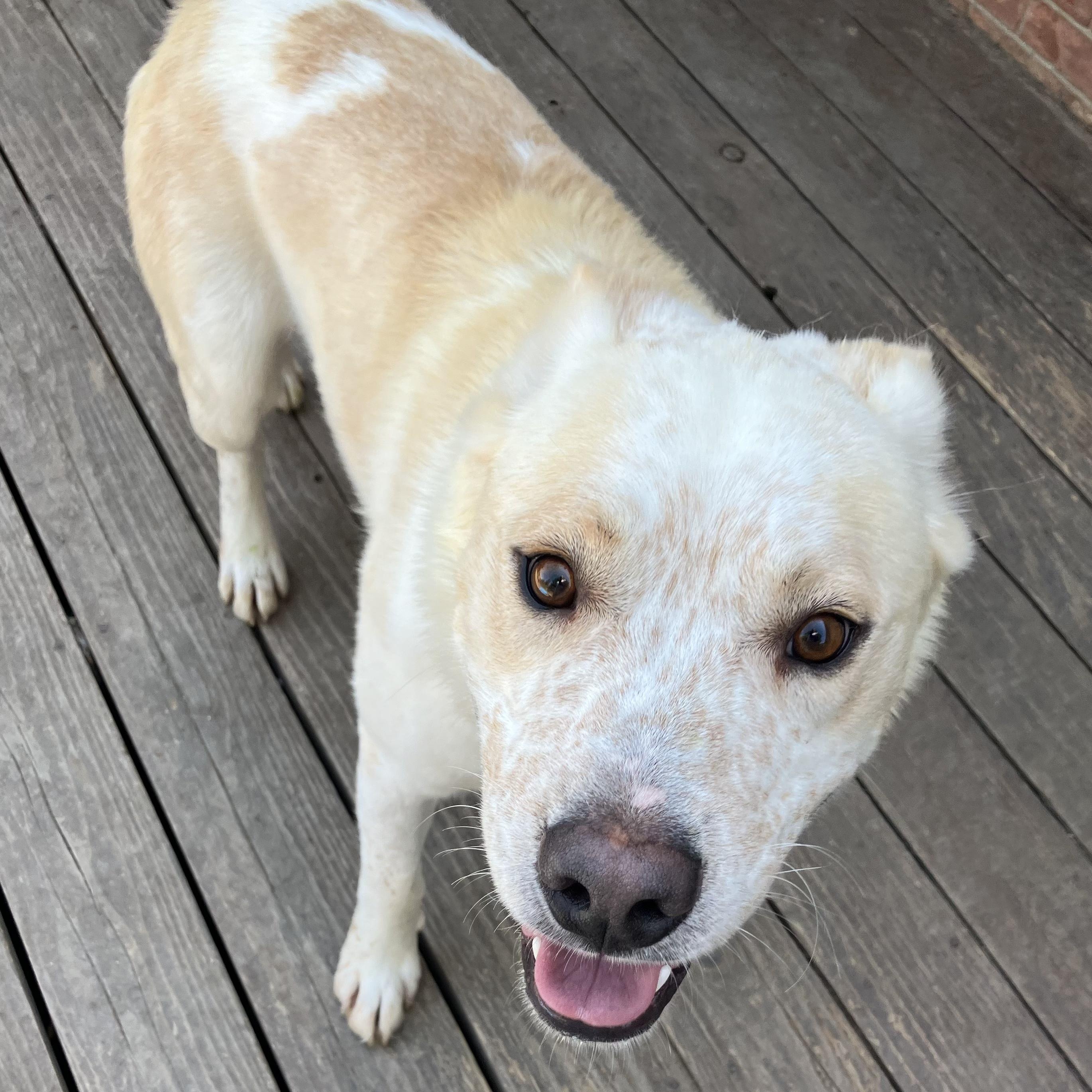 Mesa, adopted, Adult Male Shepherd & Cattle Dog.