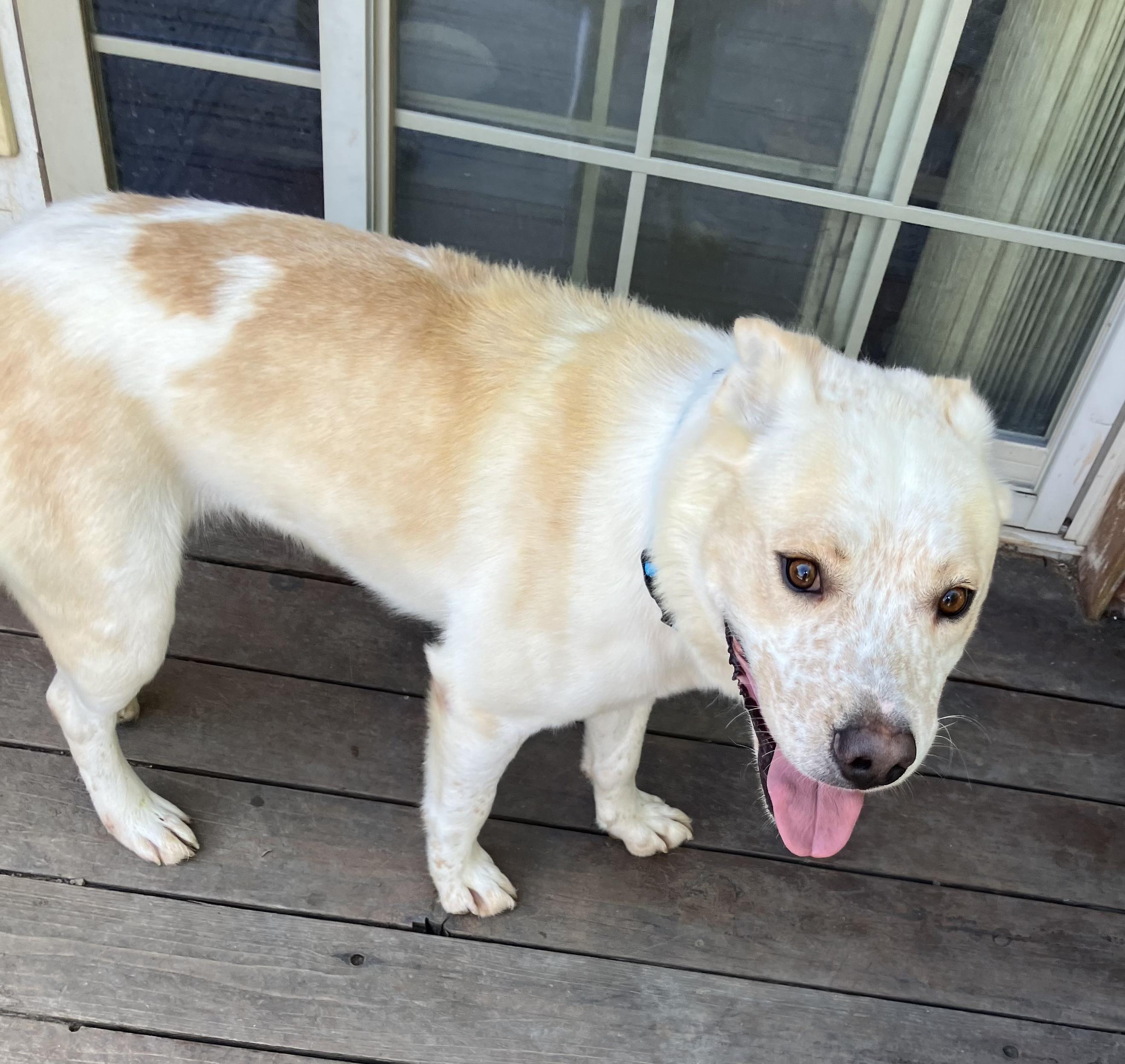 Mesa, an adopted mixed breed in Fort Collins, CO image 3/6