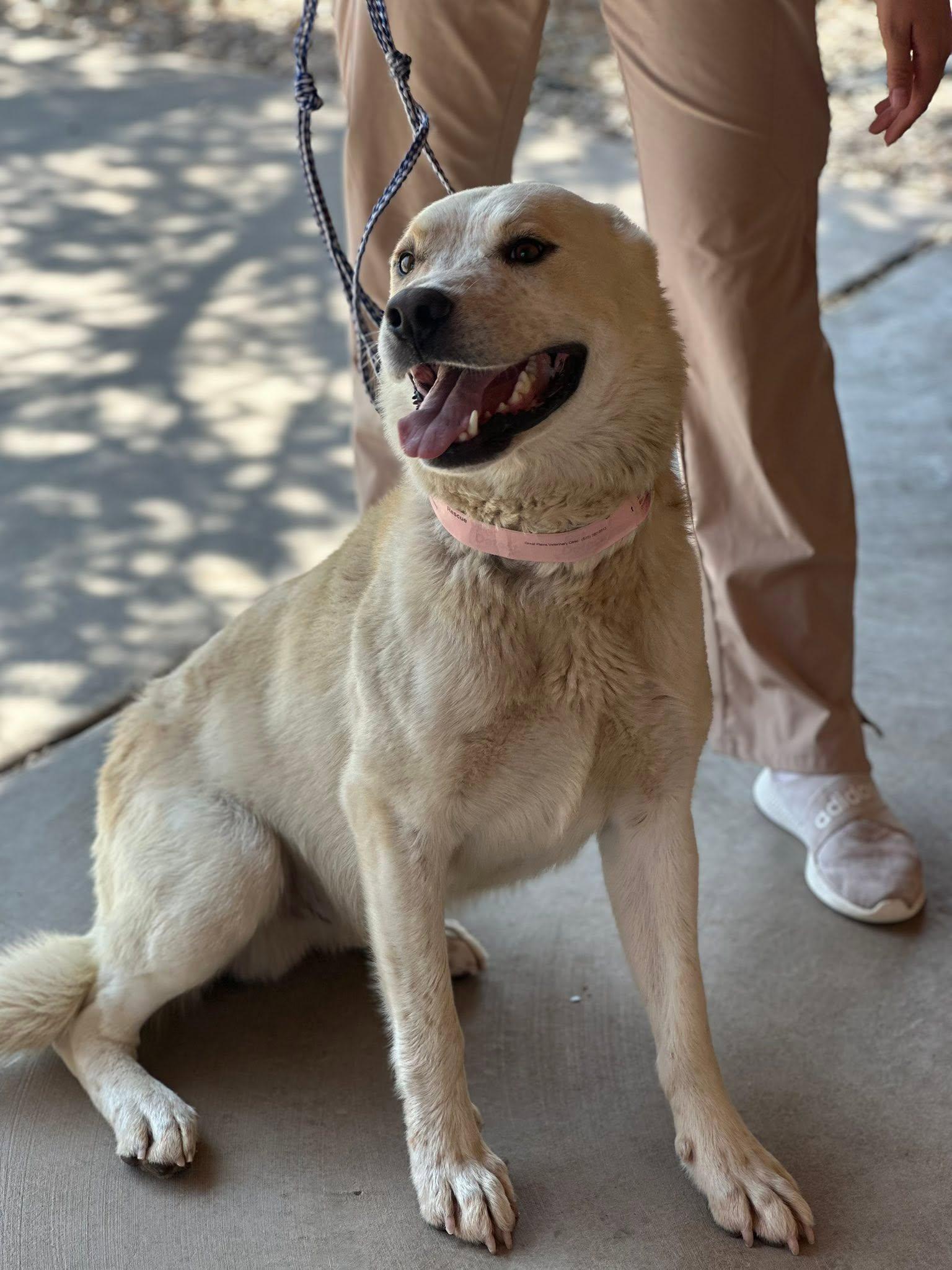 Mesa, an adopted mixed breed in Fort Collins, CO image 2/6