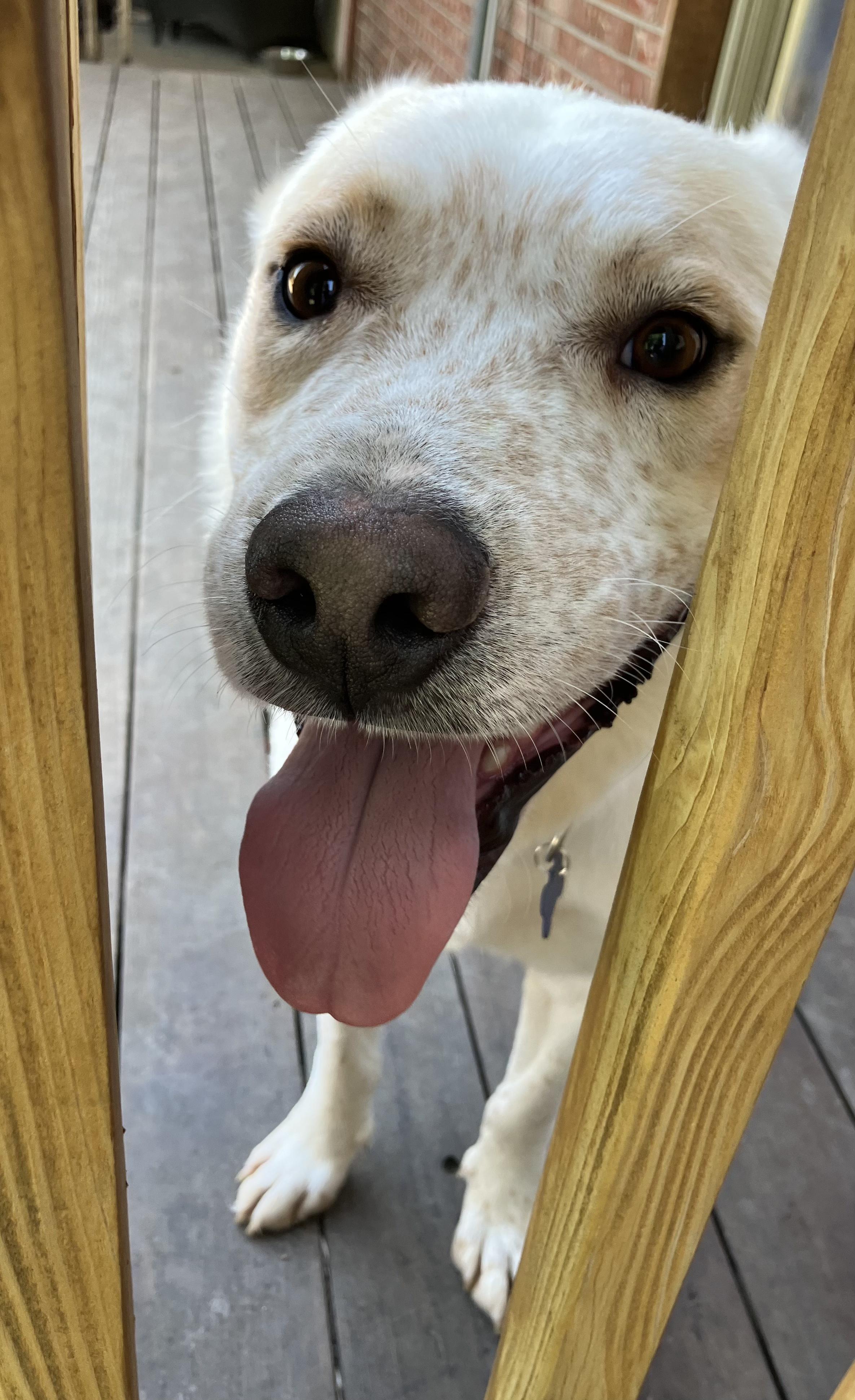 Mesa, an adopted mixed breed in Fort Collins, CO image 4/6