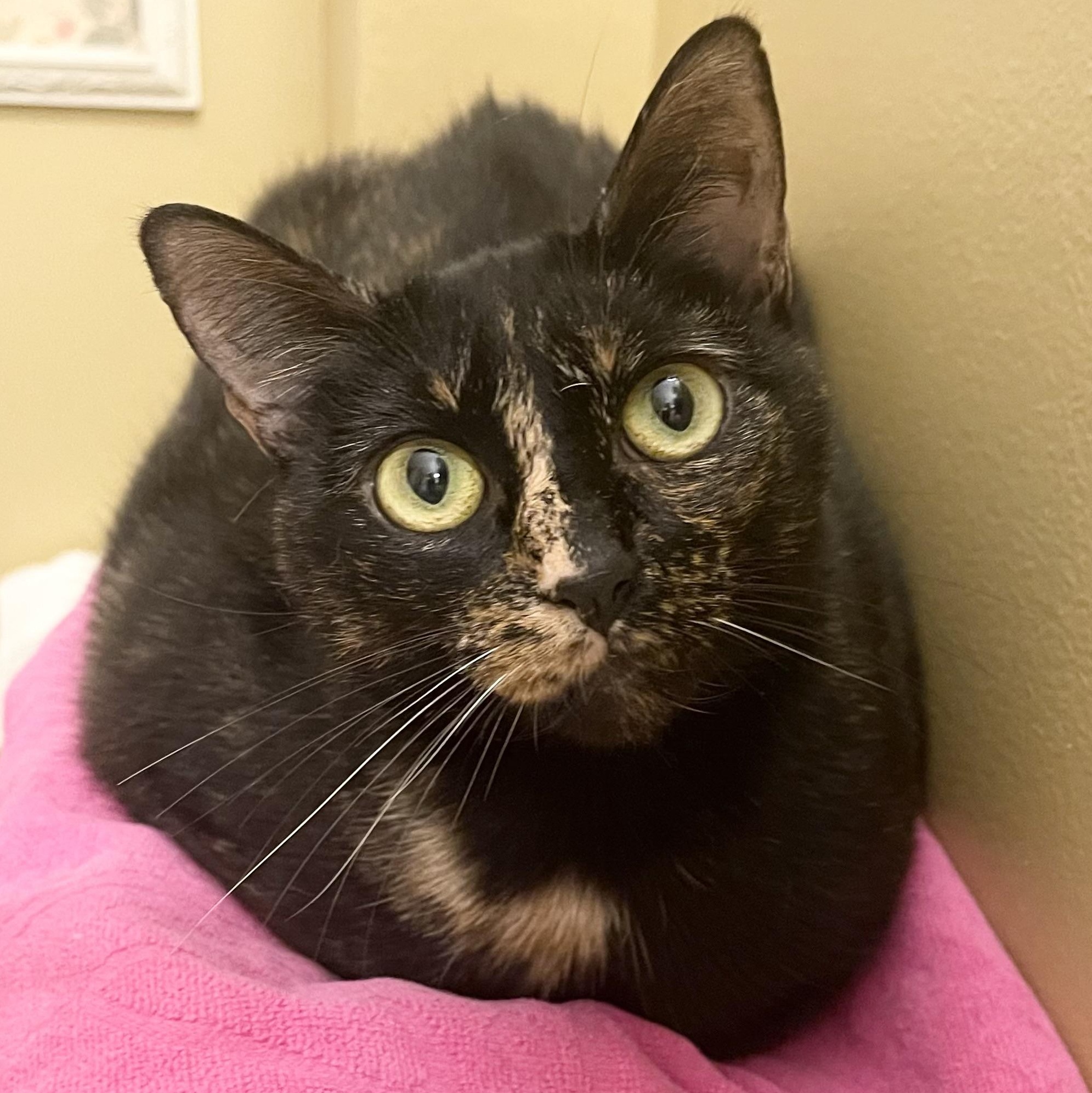 Leona, Adoptable, Adult Female Tortoiseshell.