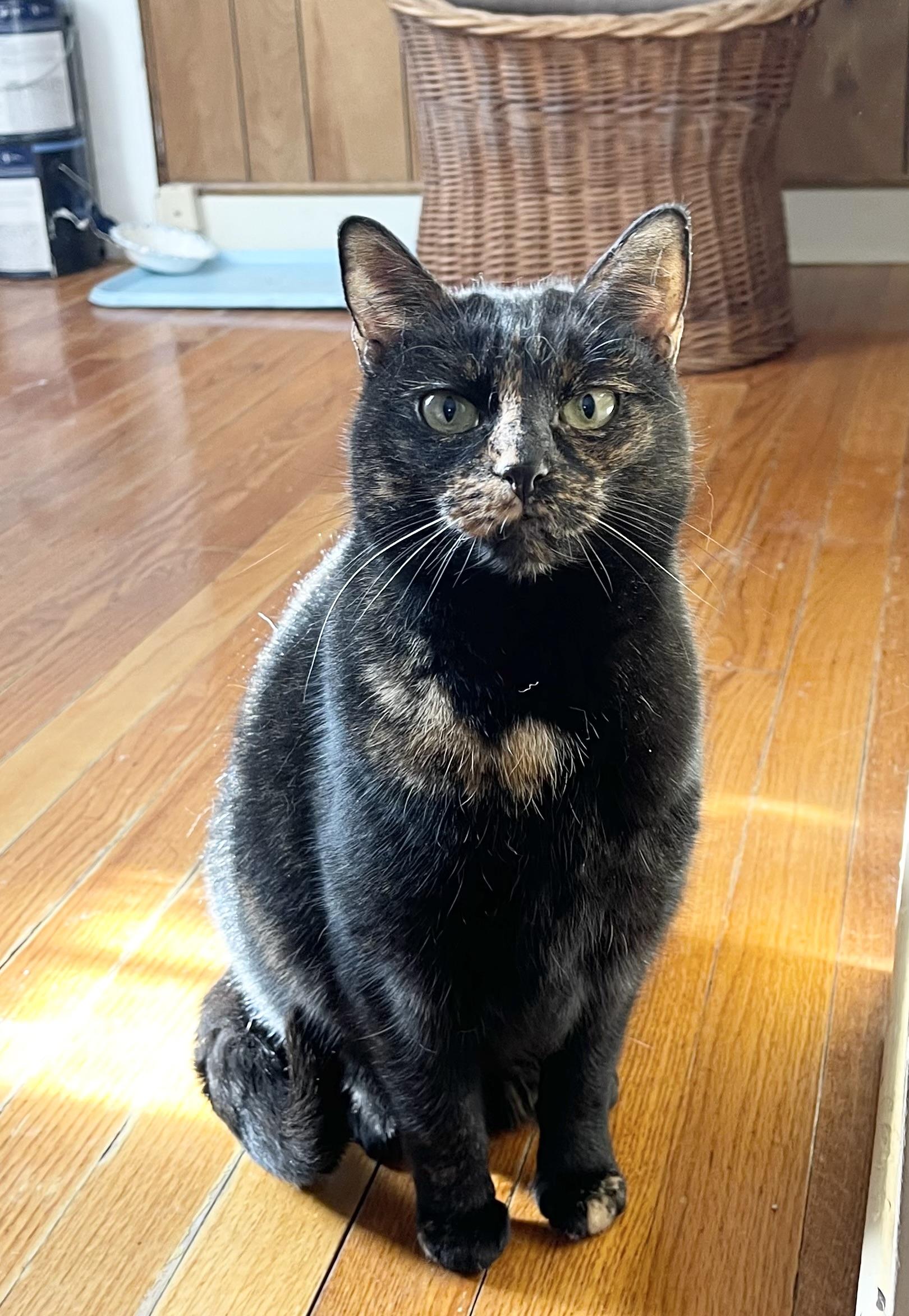 Enlarge Leona, a Adoptable Tortoiseshell in Hampden, MA image 3/4