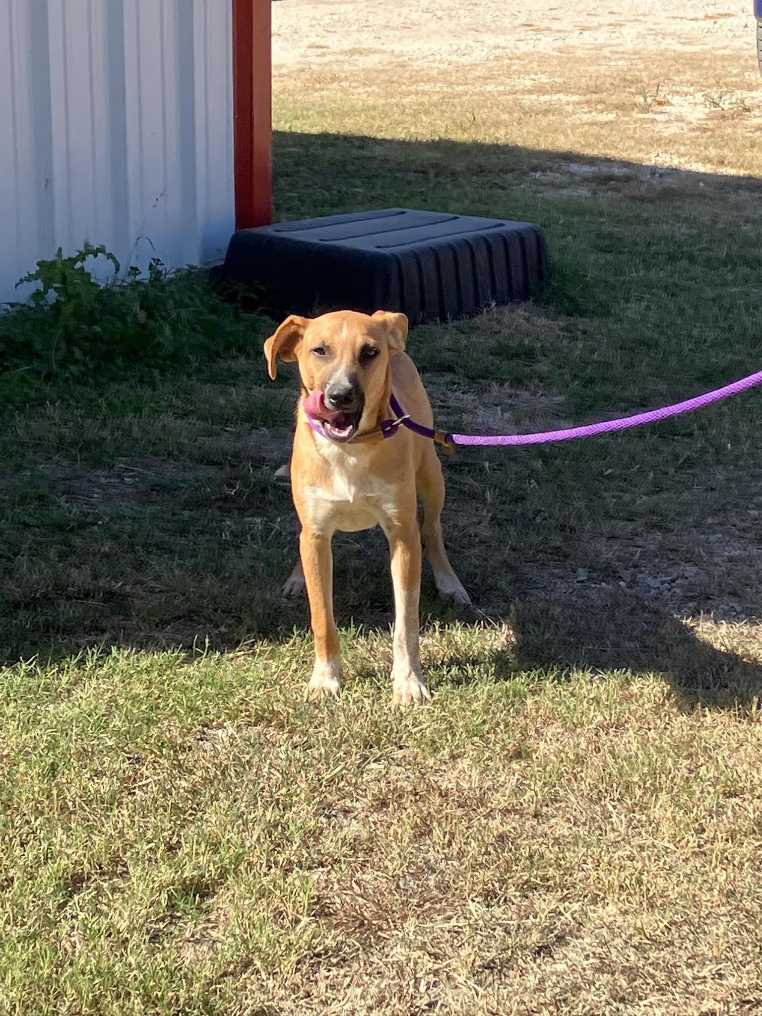 SVEN-Seriously Silly