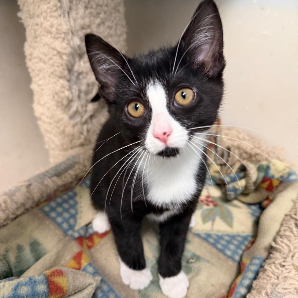 Enlarge Lentil, a Adoptable Domestic Short Hair in Milford, IA image 1/4