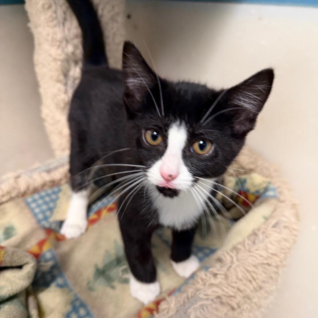 Enlarge Lentil, a Adoptable Domestic Short Hair in Milford, IA image 2/4