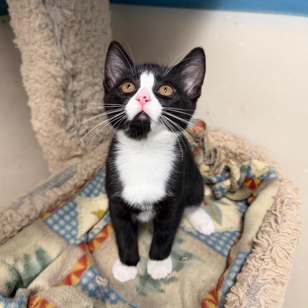Enlarge Lentil, a Adoptable Domestic Short Hair in Milford, IA image 3/4