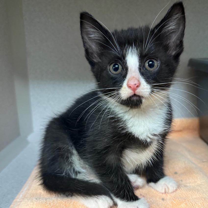 Enlarge Lentil, a Adoptable Domestic Short Hair in Milford, IA image 4/4