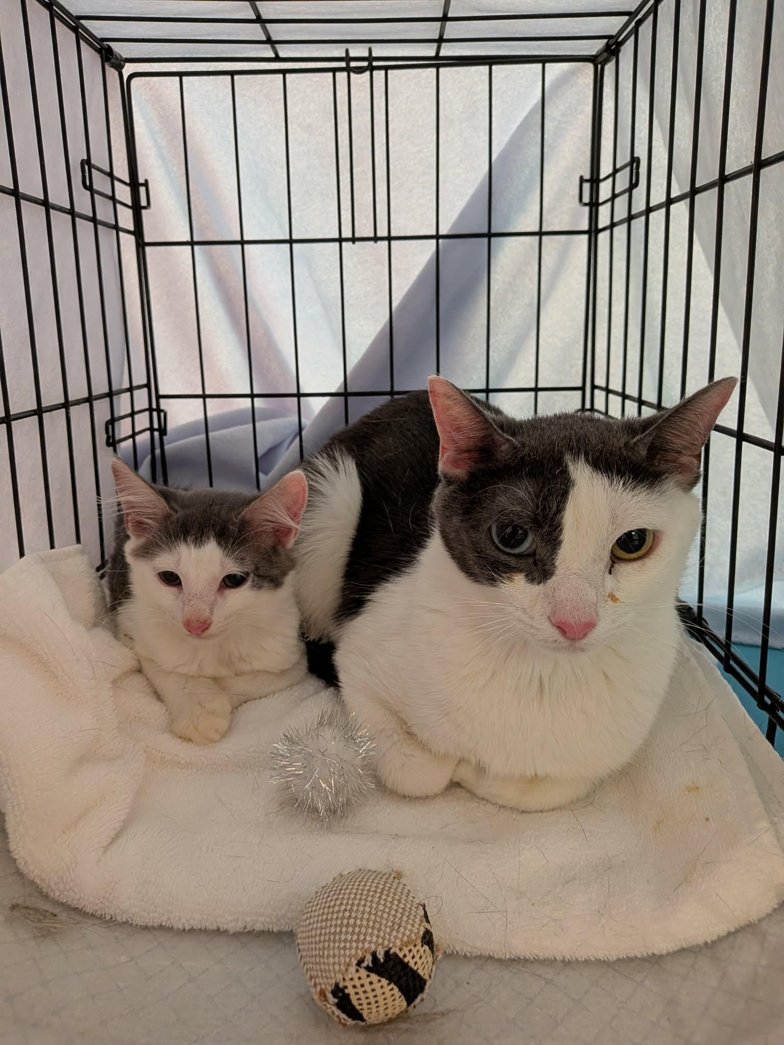 Dexter & Bubbles, Adoptable, Young Female Domestic Short Hair.