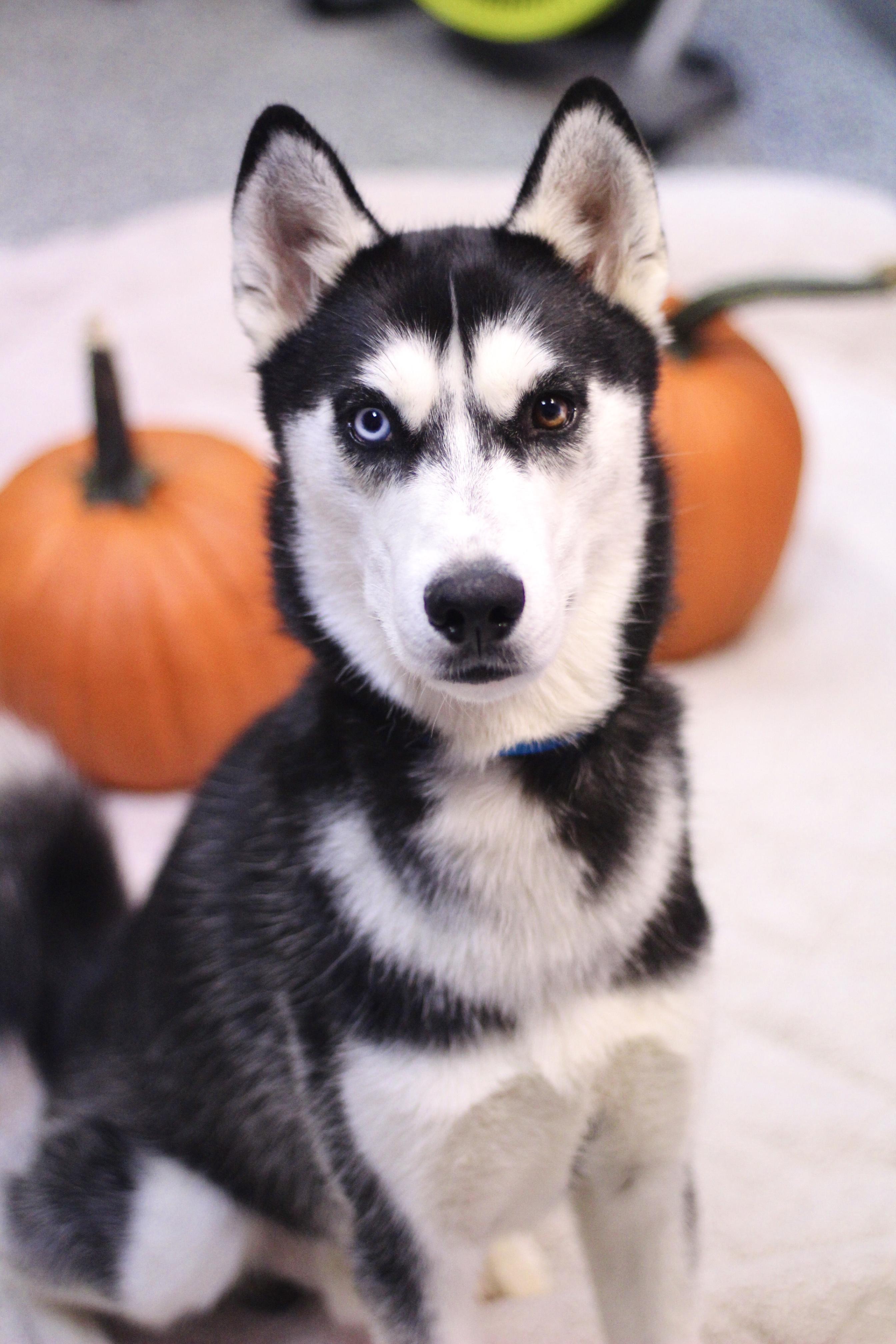 Atlas in NH! Come Meet our Adoptable Dogs Wednesday-Saturday. More info in Bio!