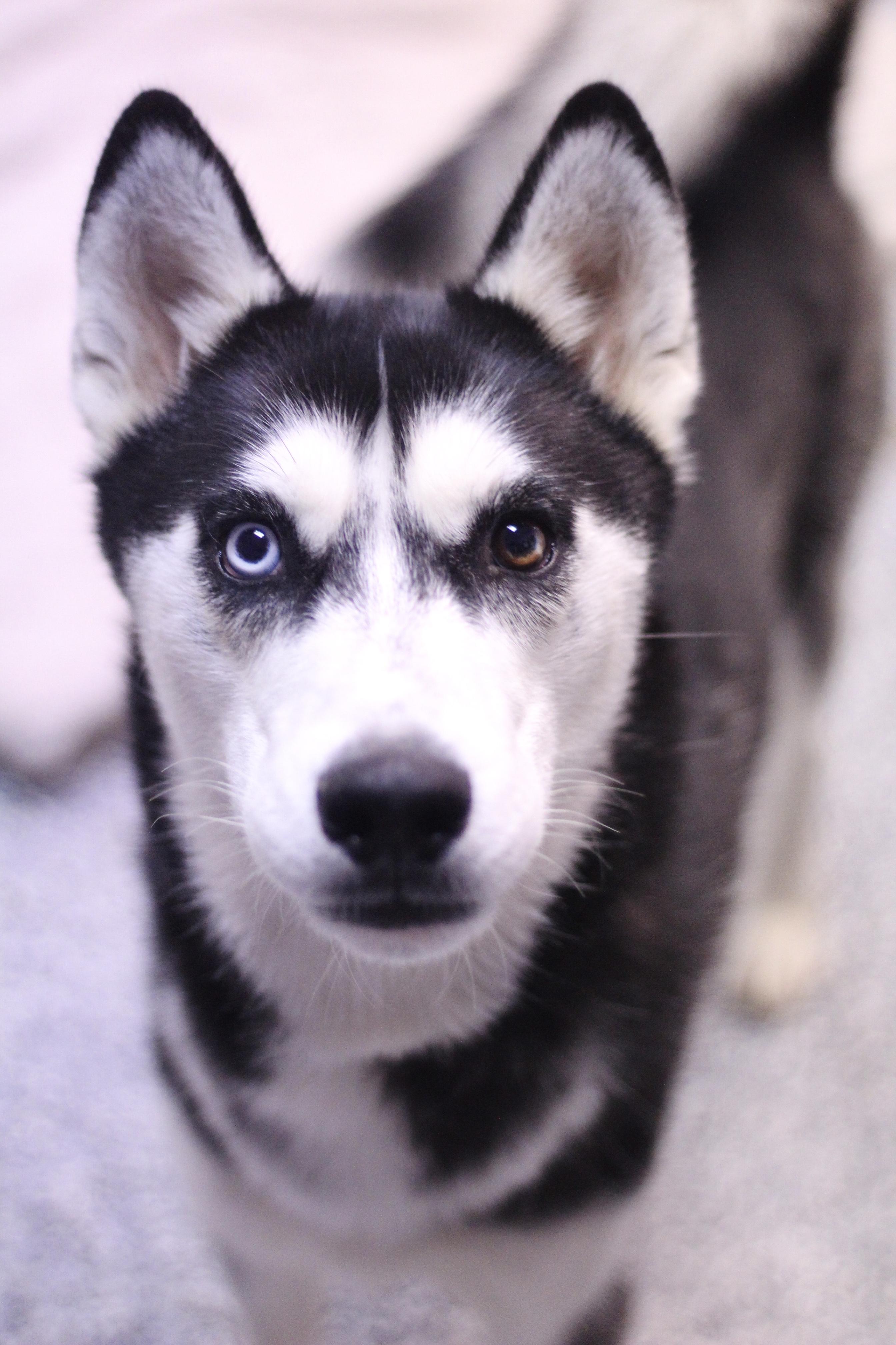 Atlas in NH! Come Meet our Adoptable Dogs Wednesday-Saturday. More info in Bio!