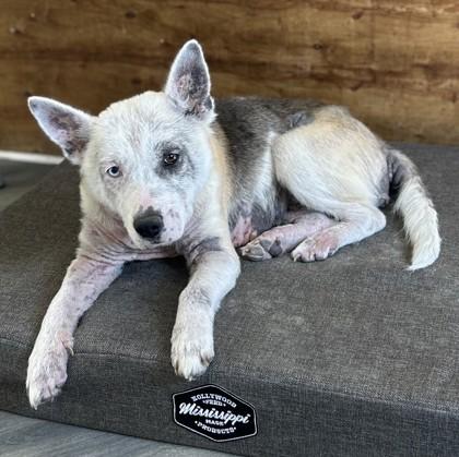 Enlarge Dee Nice, a Adoptable mixed breed in West Memphis, AR image 1/2