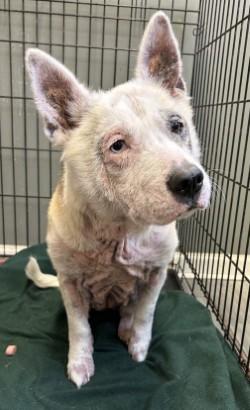 Enlarge Dee Nice, a Adoptable mixed breed in West Memphis, AR image 2/2