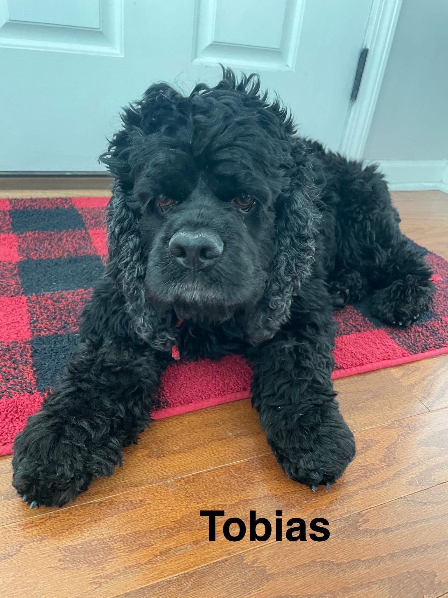 Enlarge Tobias, a Adoptable Cocker Spaniel in Topeka, KS image 1/1