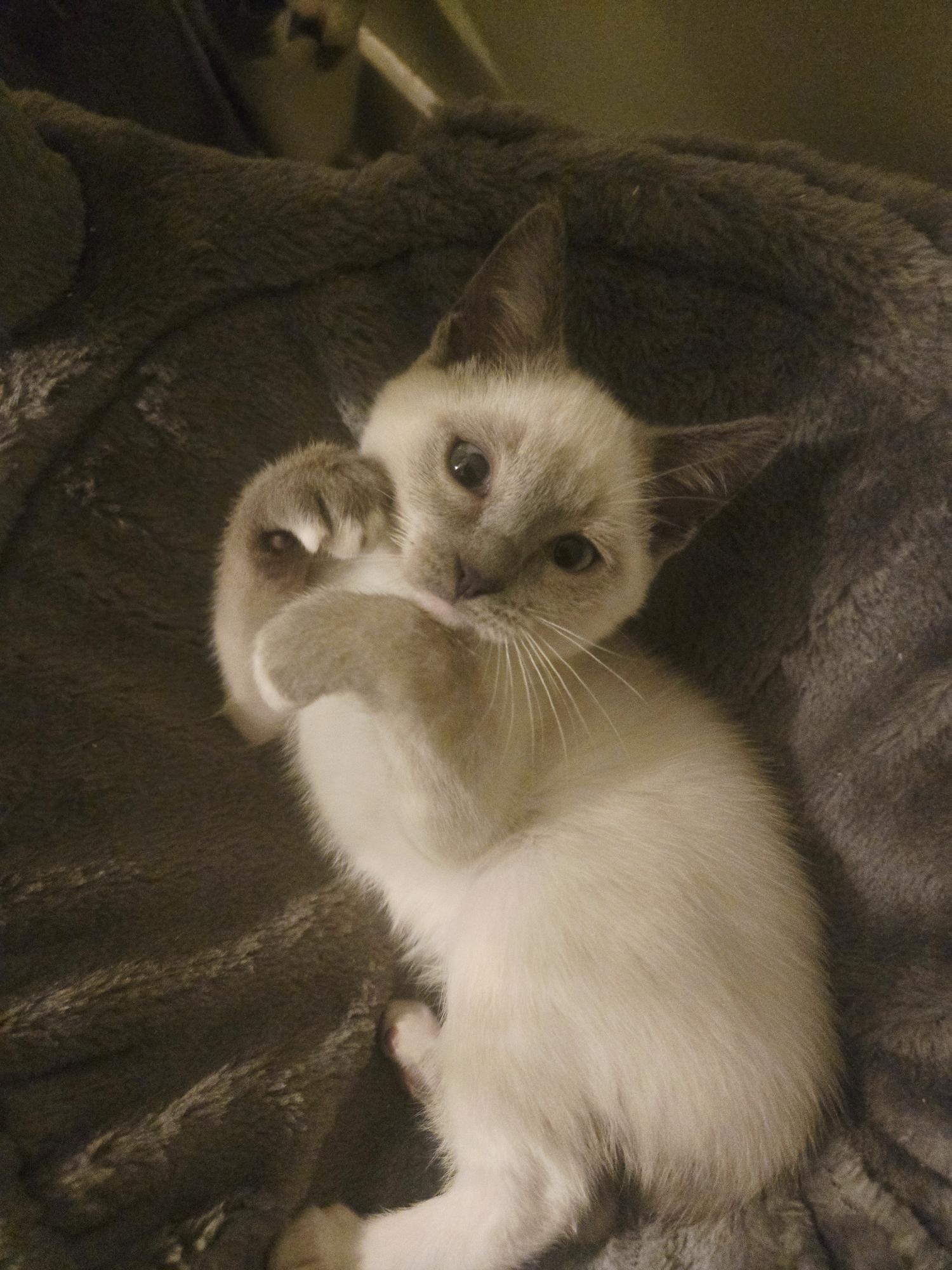 Ash, an adopted Siamese in Encino, CA image 2/2