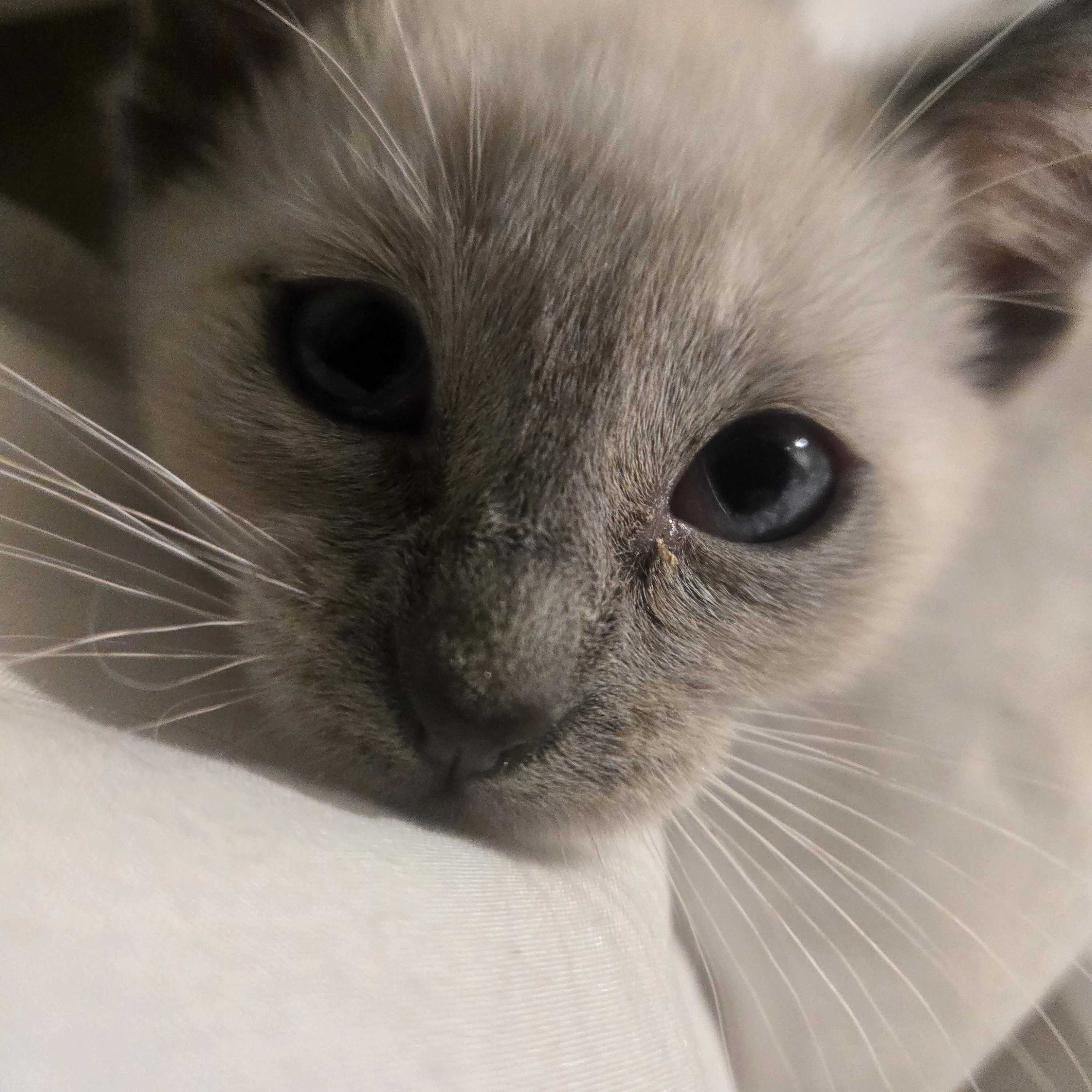Ash, an adopted Siamese in Encino, CA image 1/2