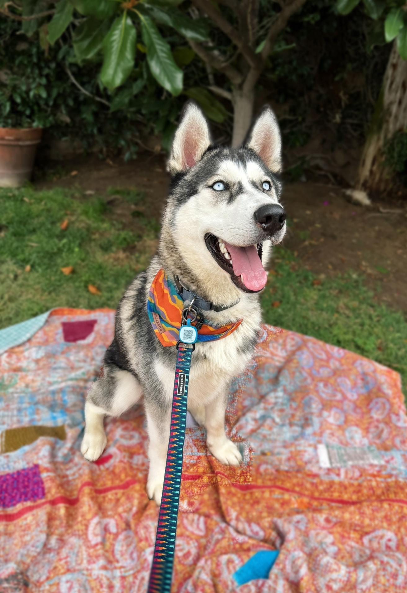 Enlarge Damien, a Adoptable Husky in Philomath, OR image 5/6