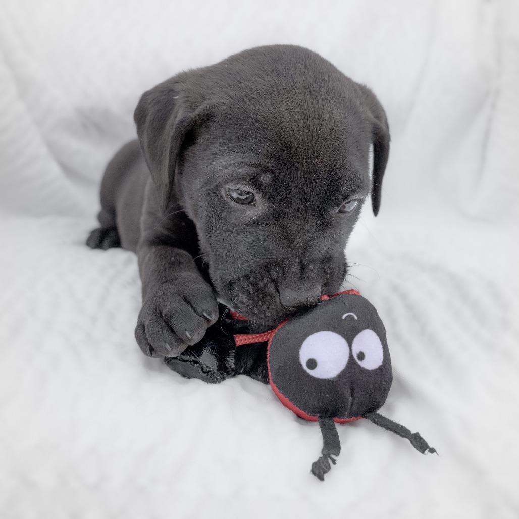 Enlarge Butternut, a Adoptable Mixed Breed in Calgary, AB image 1/6