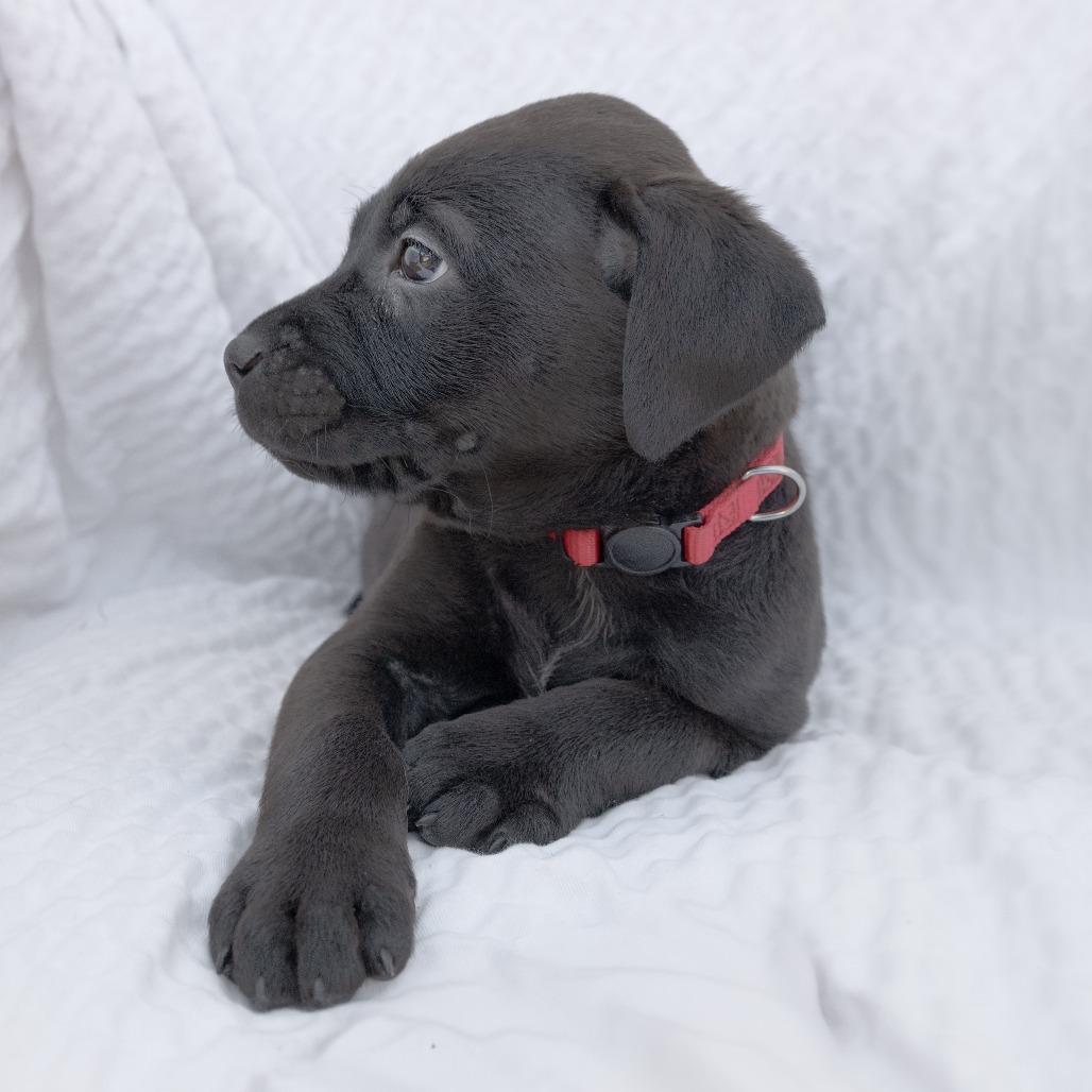 Enlarge Butternut, a Adoptable Mixed Breed in Calgary, AB image 2/6