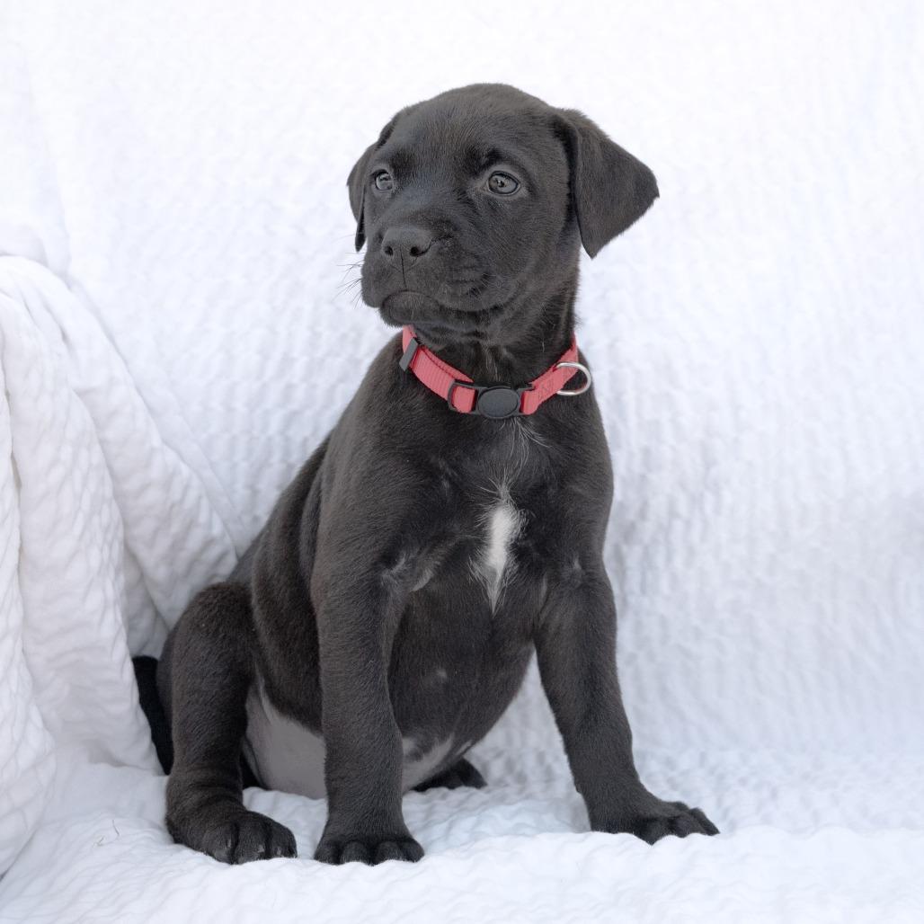 Enlarge Butternut, a Adoptable Mixed Breed in Calgary, AB image 5/6
