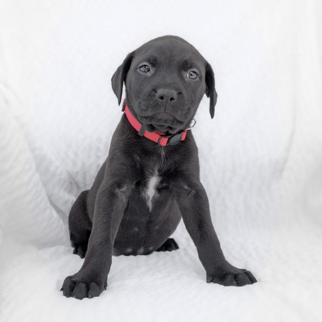 Enlarge Butternut, a Adoptable Mixed Breed in Calgary, AB image 6/6