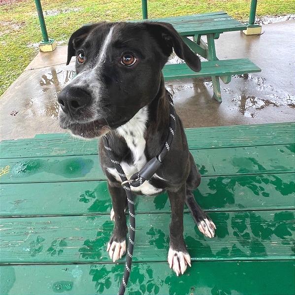 Octavia, Adoptable, Adult Female Mixed Breed.