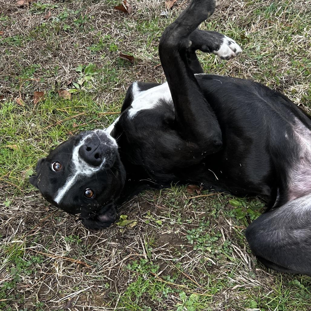 Octavia, Adoptable, Adult Female Mixed Breed.