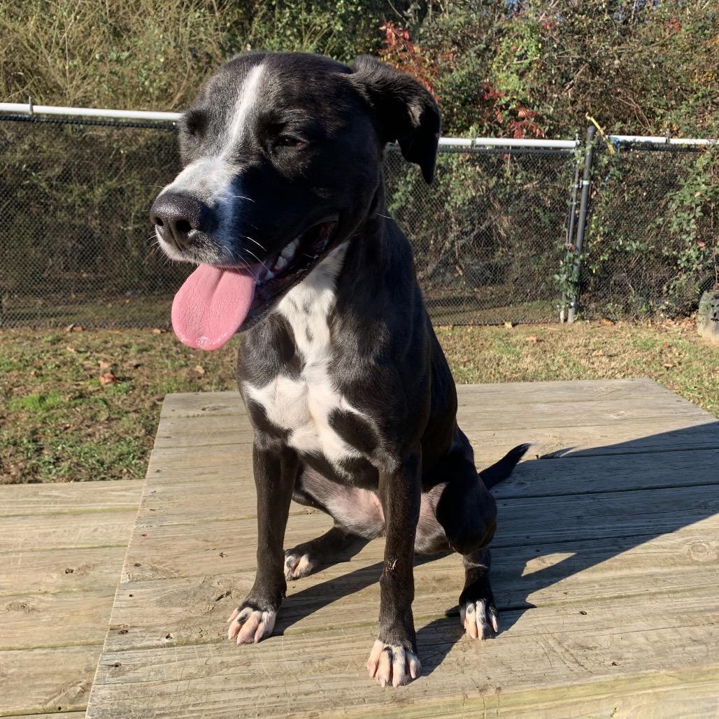 Octavia, Adoptable, Adult Female Mixed Breed.