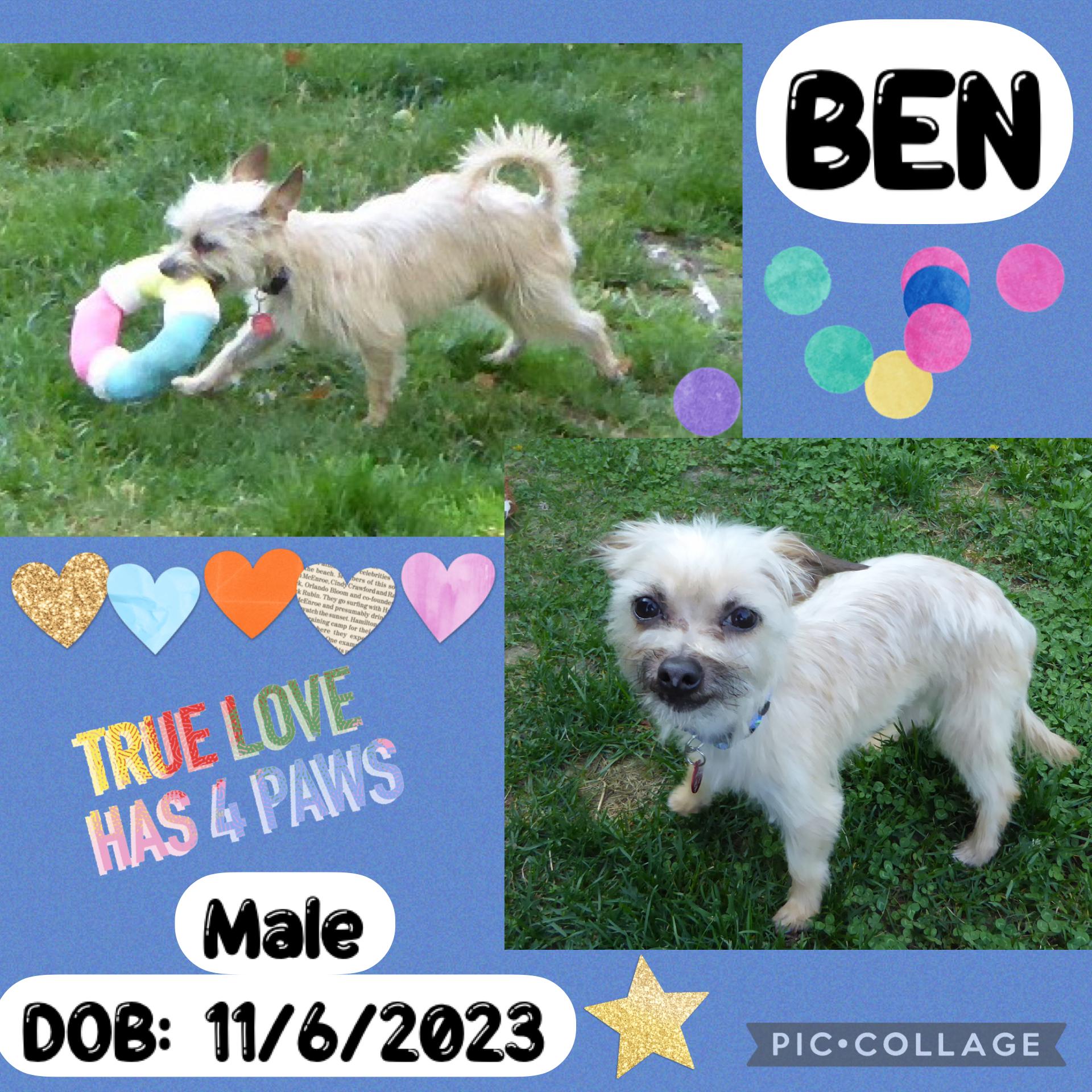 Ben, ADOPTABLE, Young Male Yorkshire Terrier & Chihuahua.