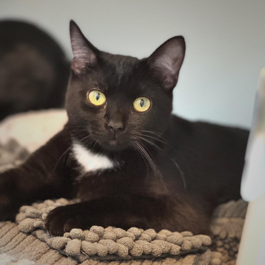 Amore — thumbnail 2