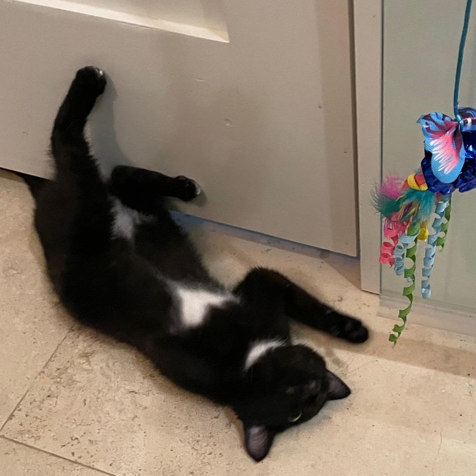 Amore — thumbnail 3