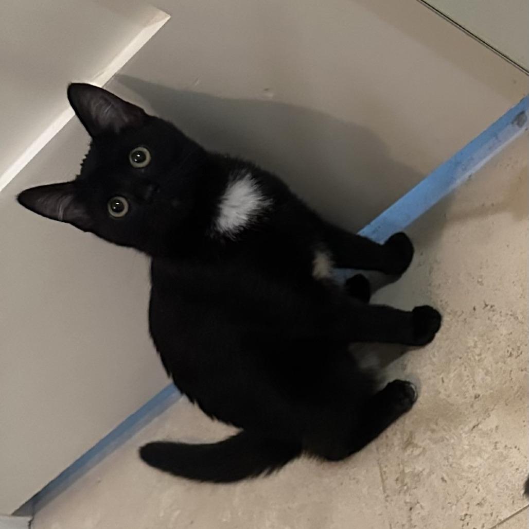 Amore — thumbnail 4