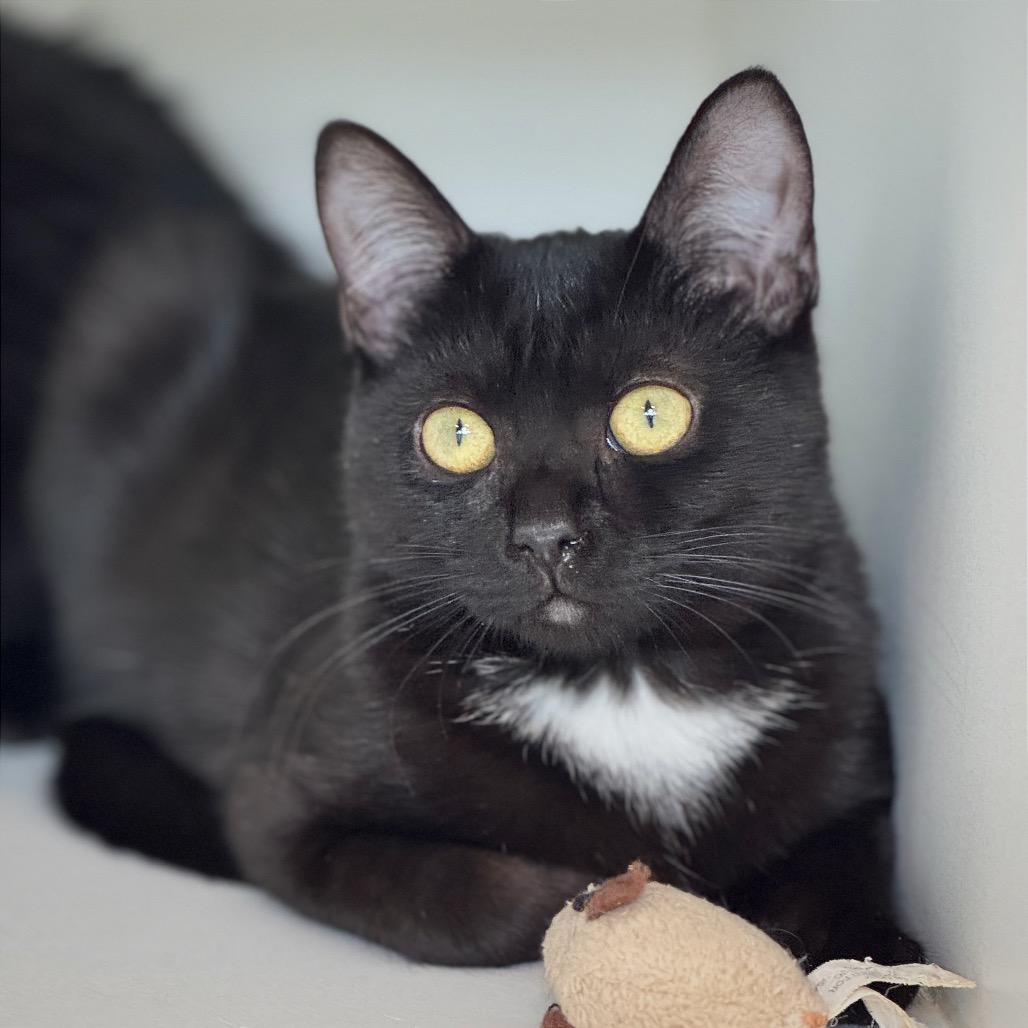 Amore — thumbnail 6