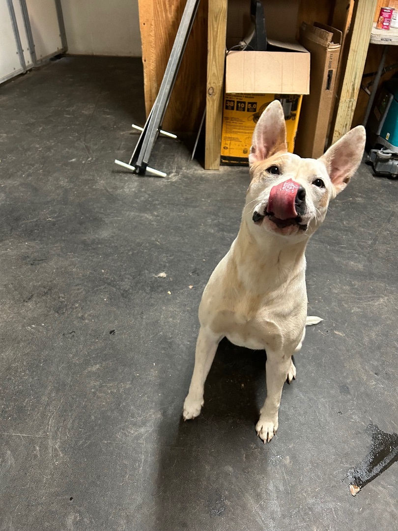 Buster, a Adopted mixed breed in New Caney, TX image 1/6