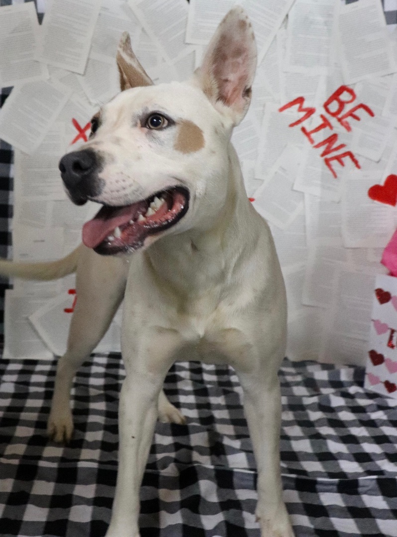 Buster, a Adopted mixed breed in New Caney, TX image 2/6