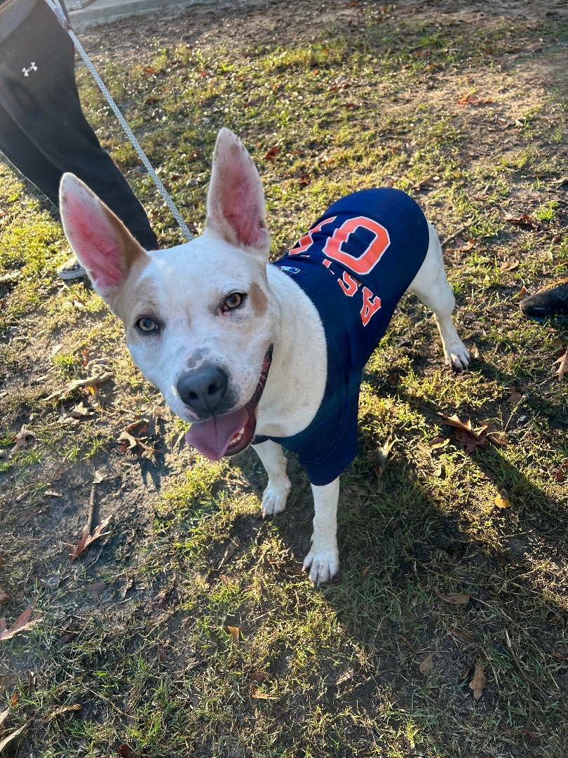 Buster, a Adopted mixed breed in New Caney, TX image 3/6
