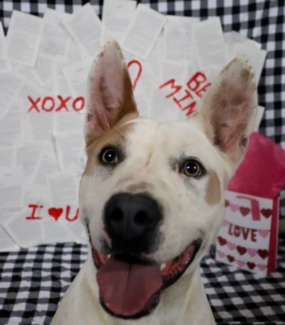 Buster, a Adopted mixed breed in New Caney, TX image 4/6