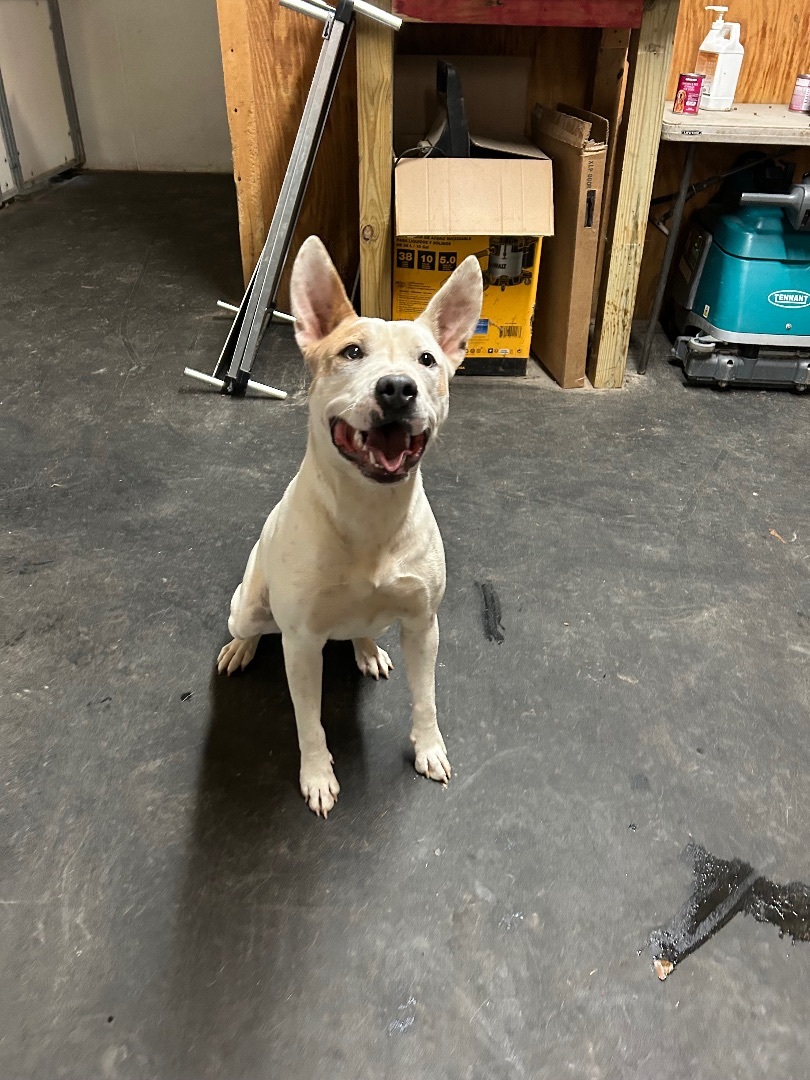 Buster, a Adopted mixed breed in New Caney, TX image 5/6