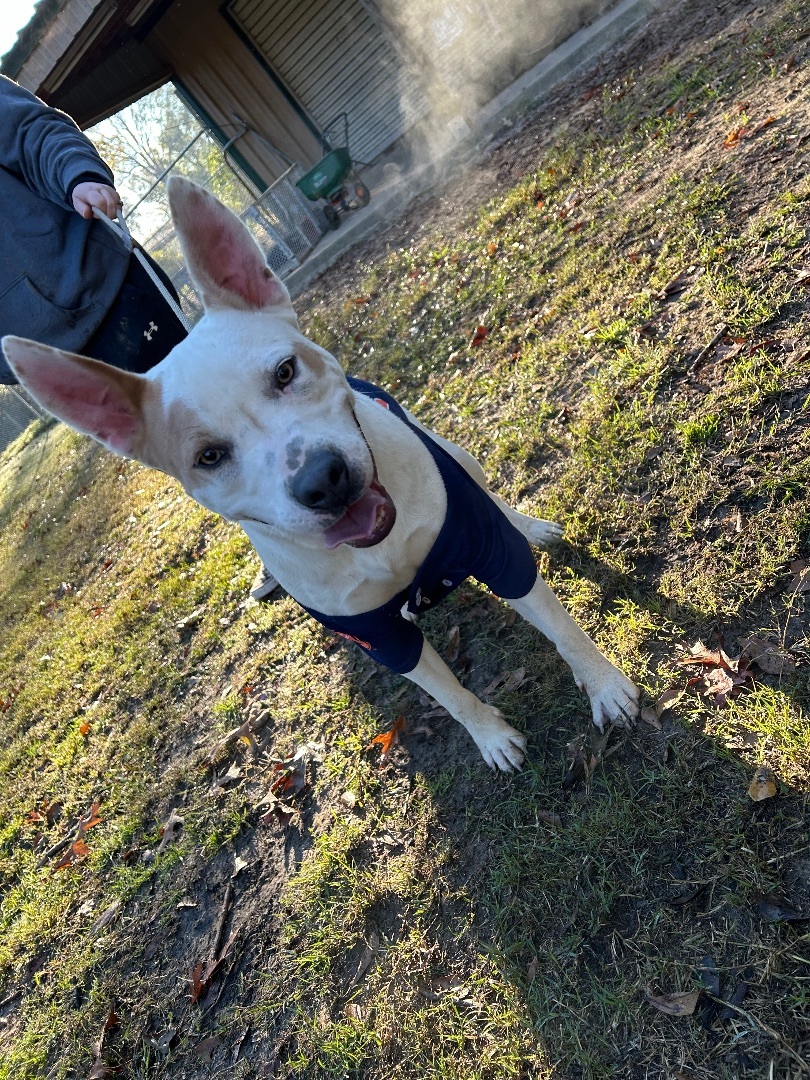 Buster, a Adopted mixed breed in New Caney, TX image 6/6