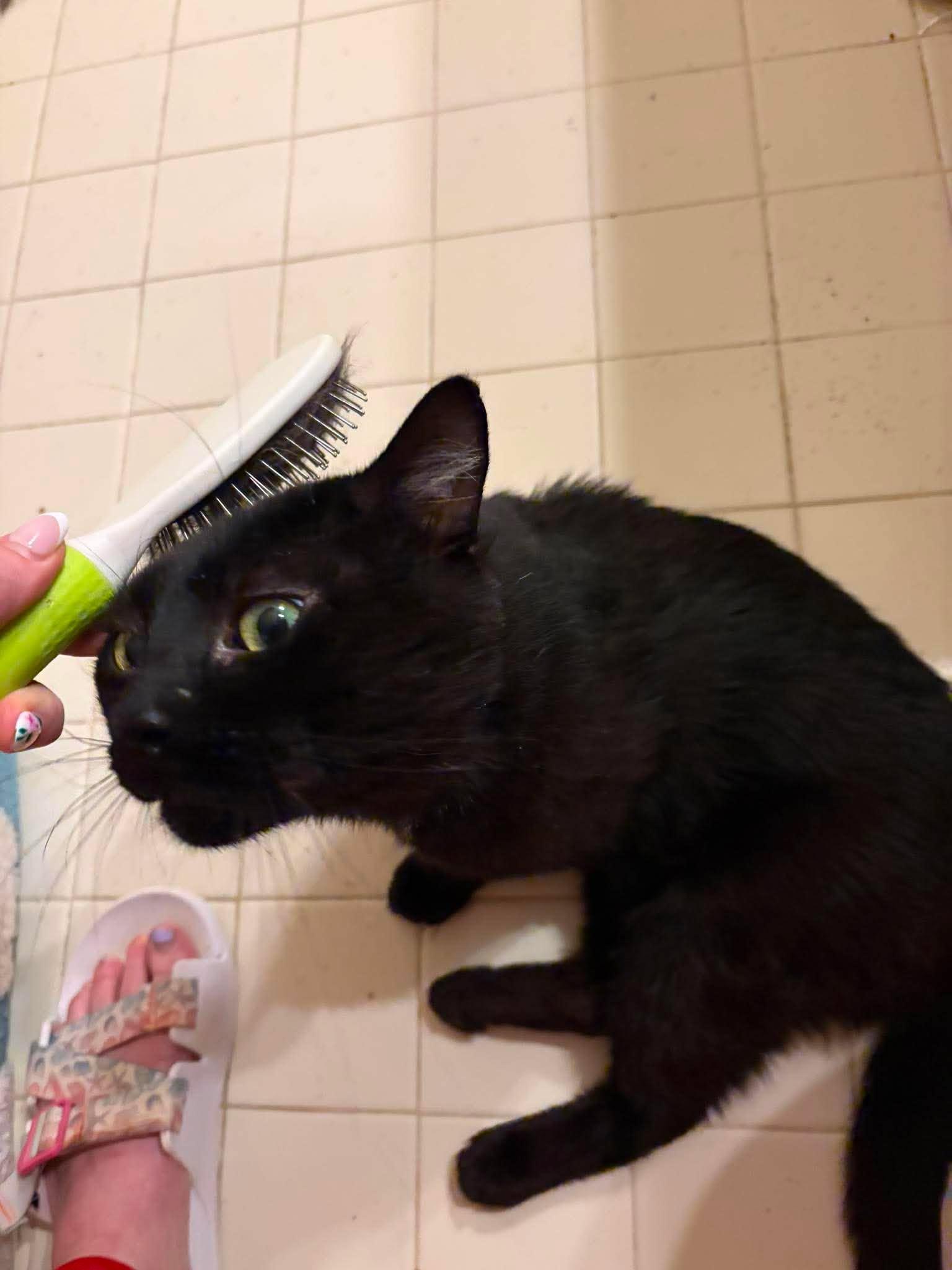 Pudding, an adopted Domestic Short Hair in Ann Arbor, MI image 5/6