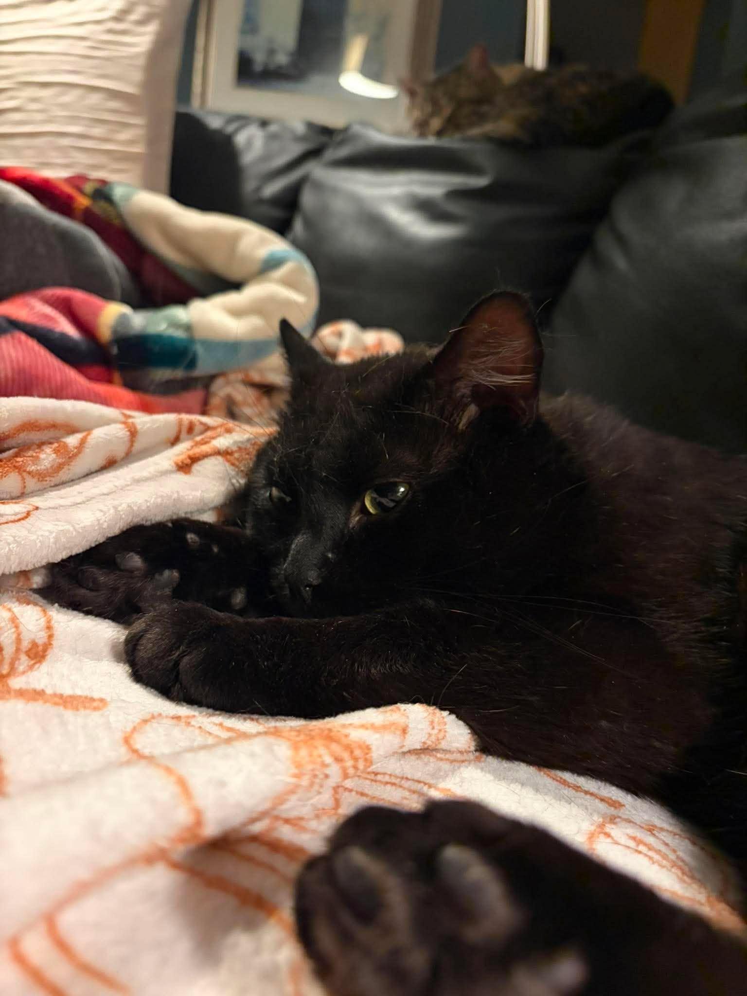 Pudding, an adopted Domestic Short Hair in Ann Arbor, MI image 4/6