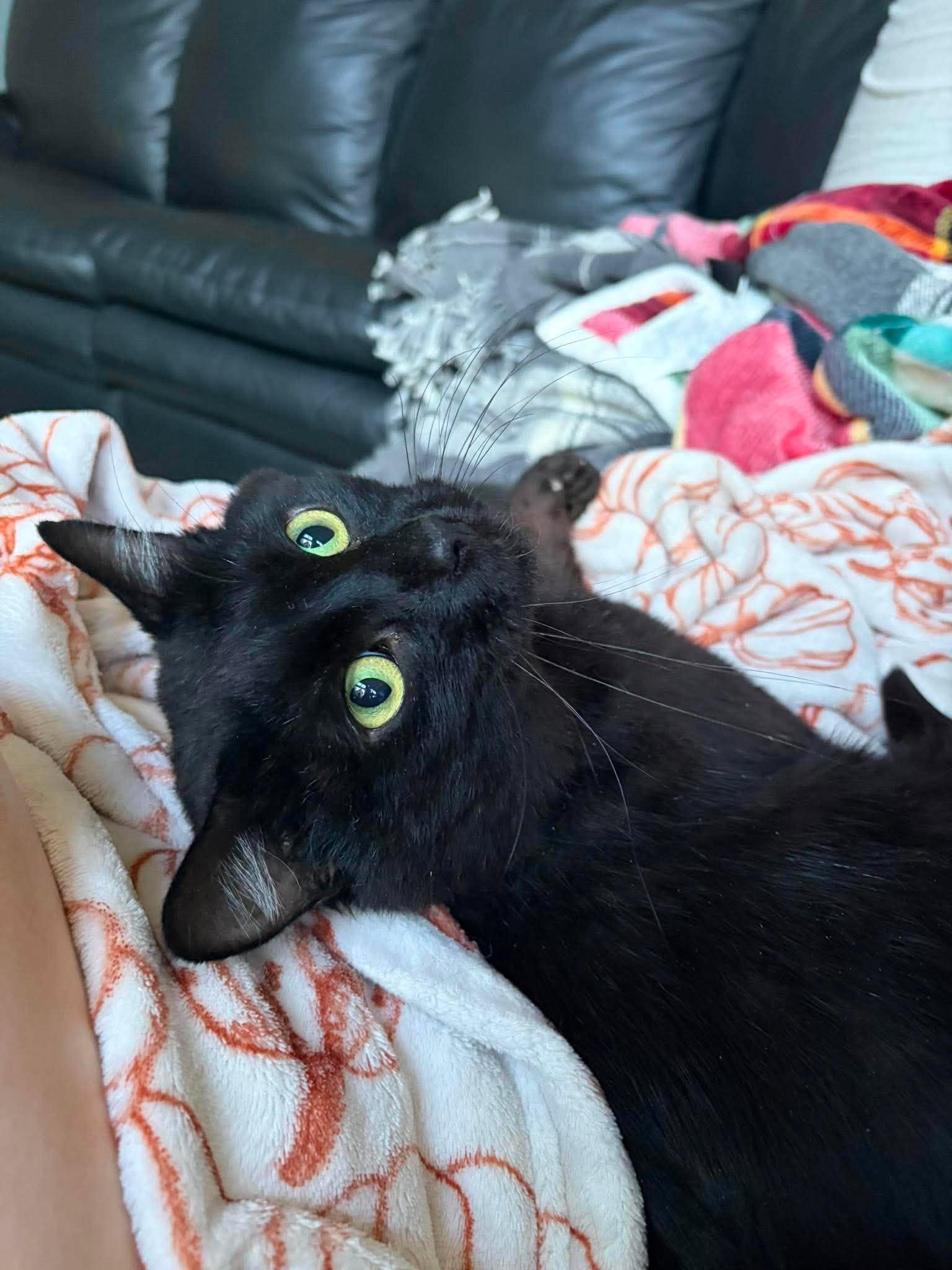 Pudding, an adopted Domestic Short Hair in Ann Arbor, MI image 6/6