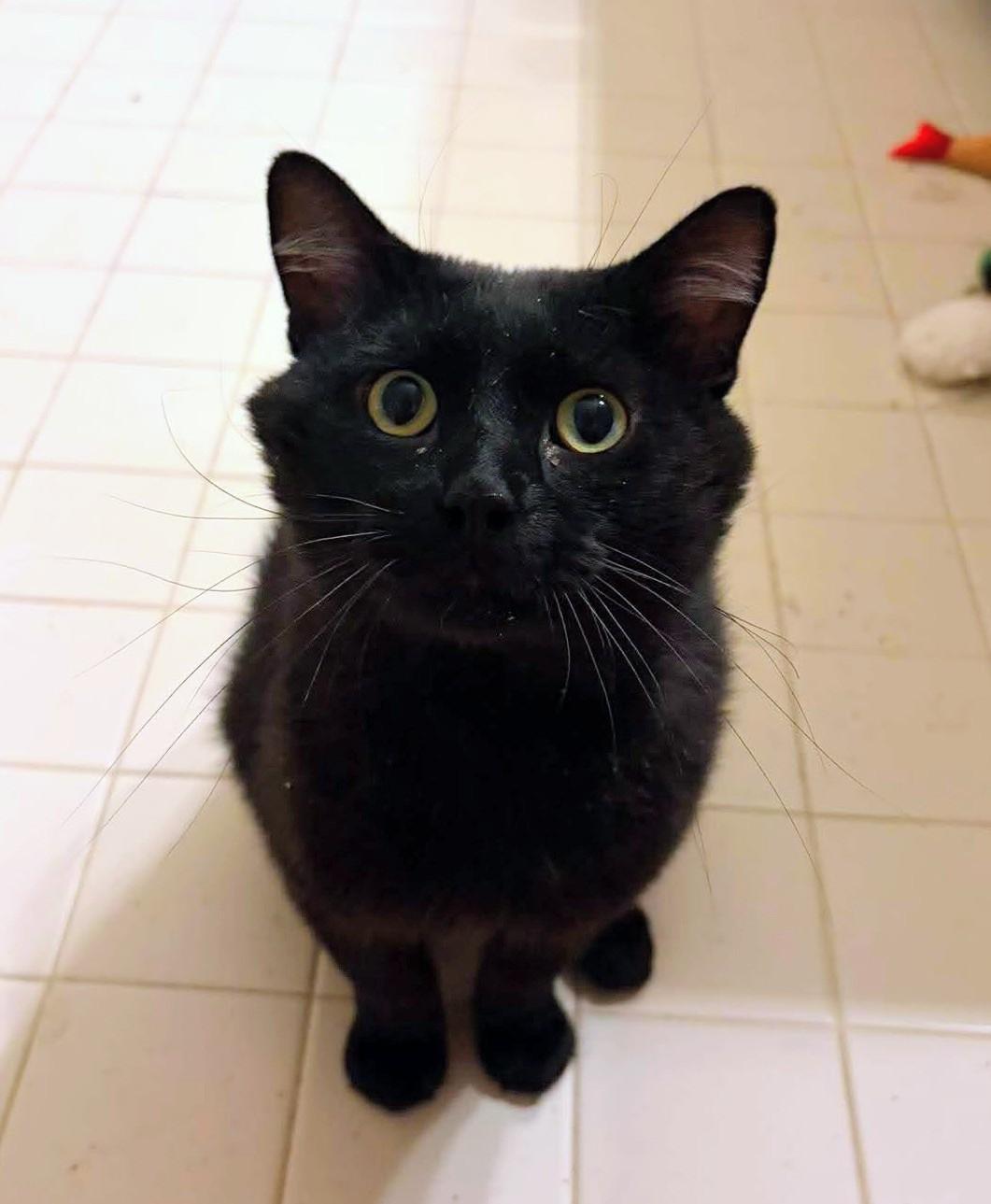 Pudding, an adopted Domestic Short Hair in Ann Arbor, MI image 1/6