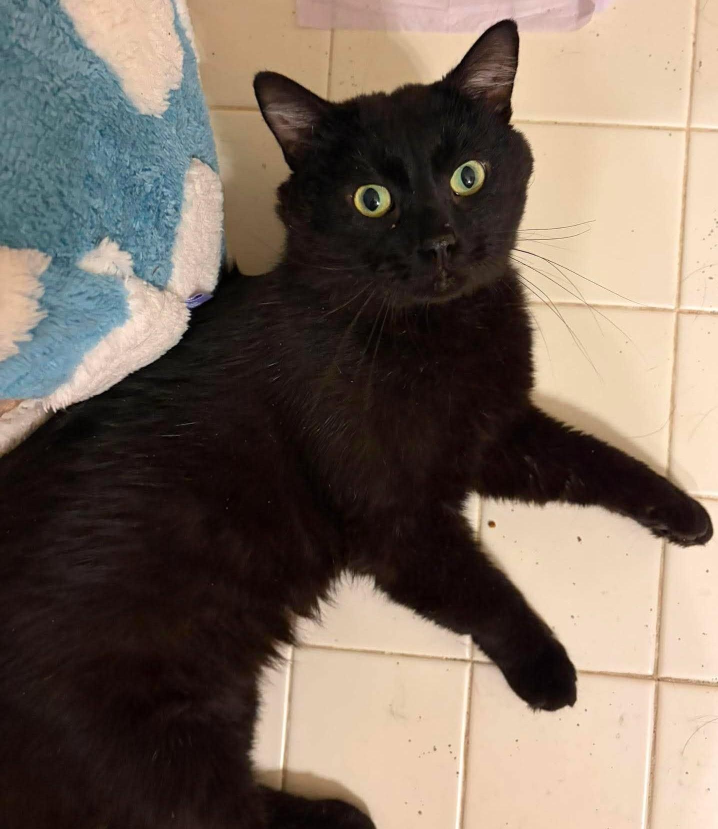 Pudding, an adopted Domestic Short Hair in Ann Arbor, MI image 2/6