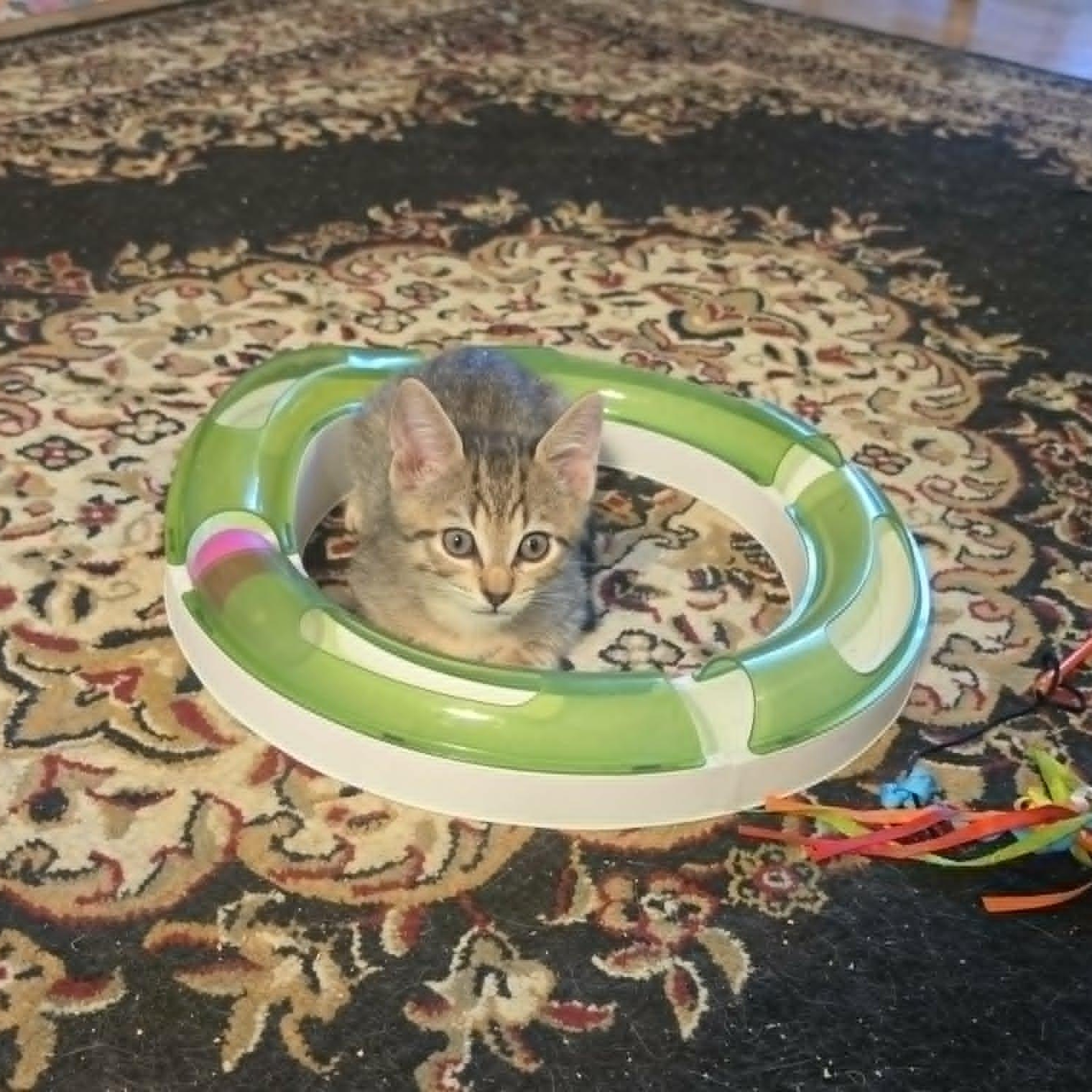 Jonesy, adopted, Kitten Male Domestic Short Hair.