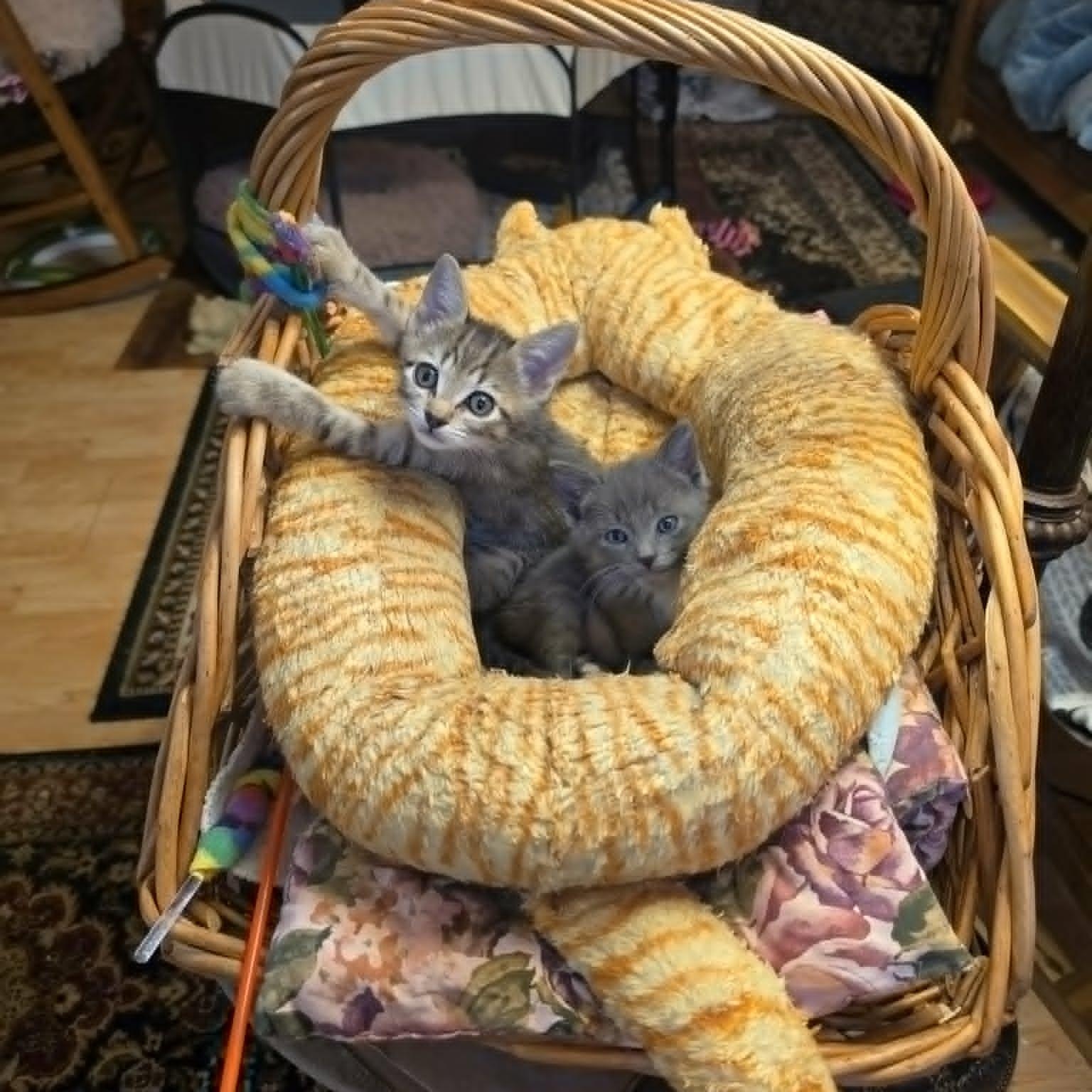 Enlarge Jonesy, an adopted Domestic Short Hair in Portland, OR image 4/6