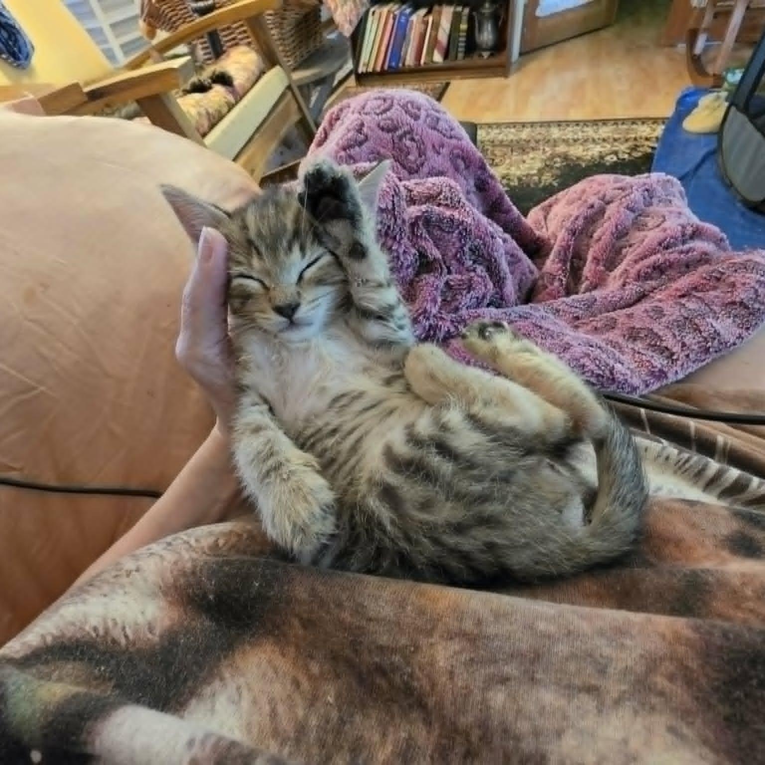 Enlarge Jonesy, an adopted Domestic Short Hair in Portland, OR image 6/6