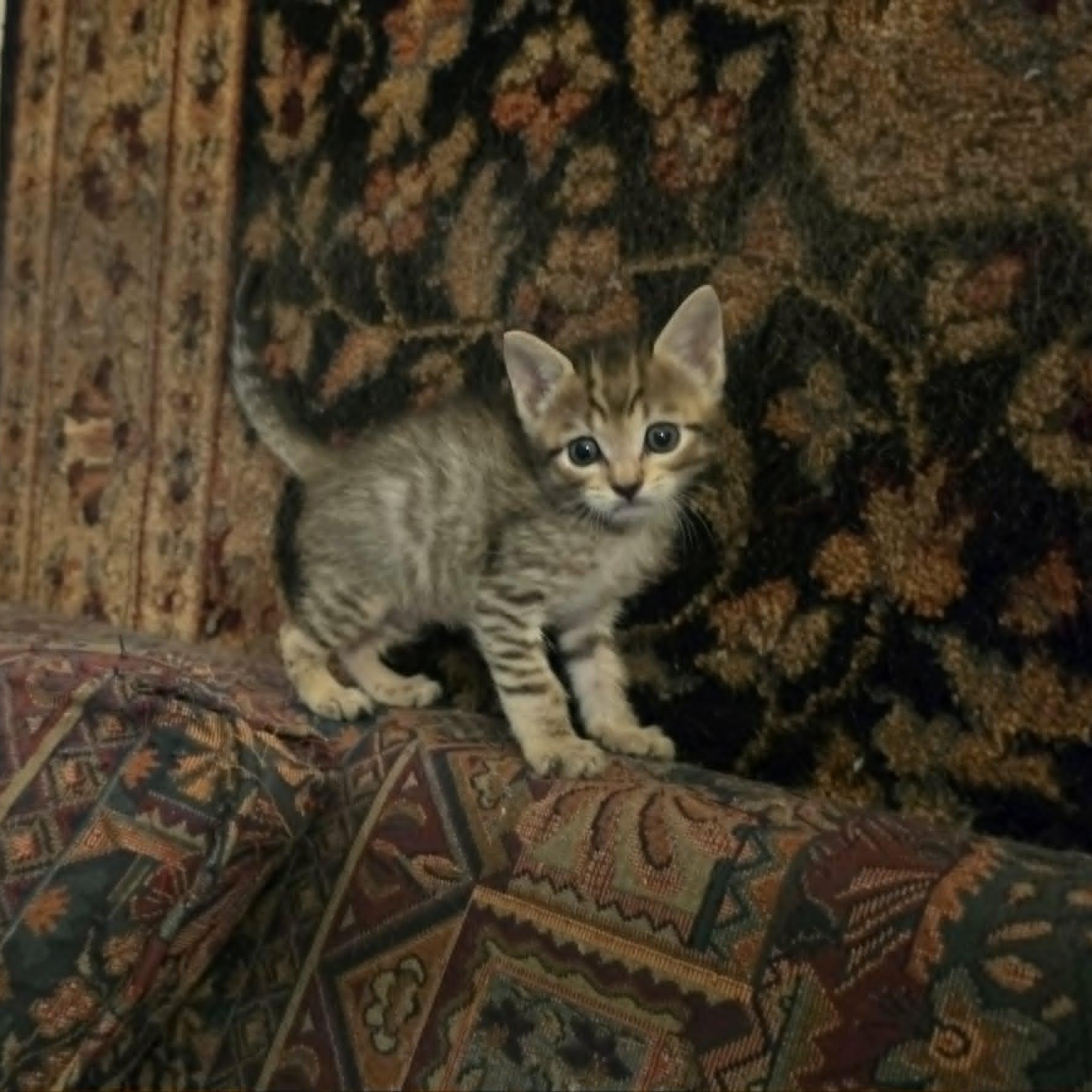 Enlarge Jonesy, an adopted Domestic Short Hair in Portland, OR image 3/6
